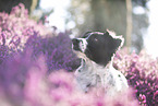 Small-Munsterlander-Epagneul-Breton-Mongrel Portrait
