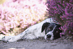 lying Small-Munsterlander-Epagneul-Breton-Mongrel