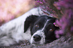 lying Small-Munsterlander-Epagneul-Breton-Mongrel