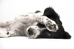 lying Small-Munsterlander-Epagneul-Breton-Mongrel
