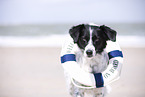 Small-Munsterlander-Epagneul-Breton-Mongrel Portrait