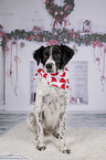 sitting Small-Munsterlander-Epagneul-Breton-Mongrel