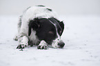 lying Small-Munsterlander-Epagneul-Breton-Mongrel