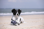 lying Small-Munsterlander-Epagneul-Breton-Mongrel