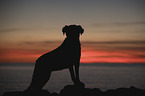standing Small-Munsterlander-Epagneul-Breton-Mongrel