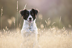 Small-Munsterlander-Epagneul-Breton-Mongrel Portrait