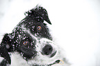 Small-Munsterlander-Epagneul-Breton-Mongrel Portrait
