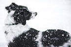 Small-Munsterlander-Epagneul-Breton-Mongrel Portrait