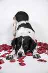 Small-Munsterlander-Epagneul-Breton-Mongrel takes a bow