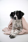 lying Small-Munsterlander-Epagneul-Breton-Mongrel
