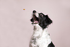 Small-Munsterlander-Epagneul-Breton-Mongrel Portrait