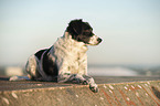 lying Small-Munsterlander-Epagneul-Breton-Mongrel