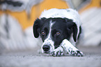 lying Small-Munsterlander-Epagneul-Breton-Mongrel
