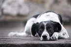lying Small-Munsterlander-Epagneul-Breton-Mongrel