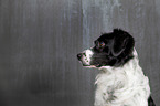 Small-Munsterlander-Epagneul-Breton-Mongrel Portrait