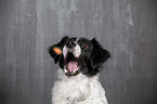 Small-Munsterlander-Epagneul-Breton-Mongrel Portrait