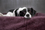 lying Small-Munsterlander-Epagneul-Breton-Mongrel