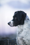 Small-Munsterlander-Epagneul-Breton-Mongrel Portrait
