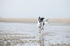 running Small-Munsterlander-Epagneul-Breton-Mongrel