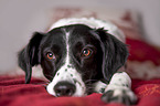 lying Small-Munsterlander-Epagneul-Breton-Mongrel
