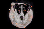 sitting Small-Munsterlander-Epagneul-Breton-Mongrel