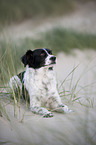 lying Small-Munsterlander-Epagneul-Breton-Mongrel
