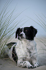 lying Small-Munsterlander-Epagneul-Breton-Mongrel