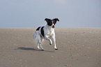 running Small-Munsterlander-Epagneul-Breton-Mongrel