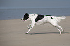 running Small-Munsterlander-Epagneul-Breton-Mongrel