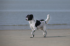 trotting Small-Munsterlander-Epagneul-Breton-Mongrel