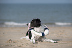 lying Small-Munsterlander-Epagneul-Breton-Mongrel