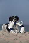 lying Small-Munsterlander-Epagneul-Breton-Mongrel