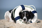 lying Small-Munsterlander-Epagneul-Breton-Mongrel