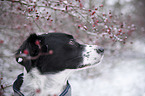 Small-Munsterlander-Epagneul-Breton-Mongrel Portrait