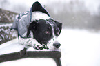lying Small-Munsterlander-Epagneul-Breton-Mongrel
