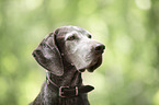 Perdiguero-de-Burgos-Mongrel Portrait