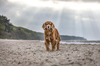 English-Cocker-Spaniel-Mongrel at the beach