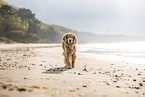 English-Cocker-Spaniel-Mongrel at the beach