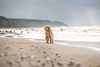 English-Cocker-Spaniel-Mongrel at the beach
