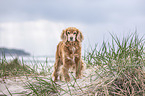 English-Cocker-Spaniel-Mongrel at the beach