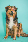 sitting Australian-Shepherd-Mix