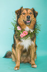 sitting Australian-Shepherd-Mix