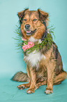 sitting Australian-Shepherd-Mix