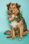 sitting Australian-Shepherd-Mix
