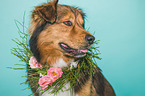 Australian-Shepherd-Mix portrait