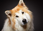 Sheltie-Mongrel Portrait