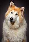 Sheltie-Mongrel Portrait
