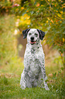 sitting Border-Collie-Labrador-Retriever