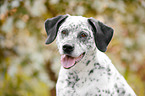 Border-Collie-Labrador-Retriever Portrait