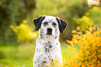 Border-Collie-Labrador-Retriever Portrait